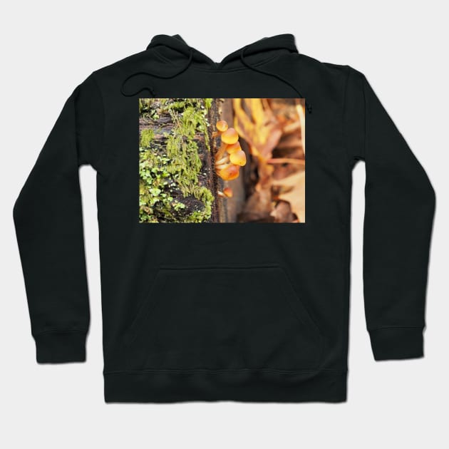 Very young sulphur tuft mushrooms Hoodie by SDym Photography